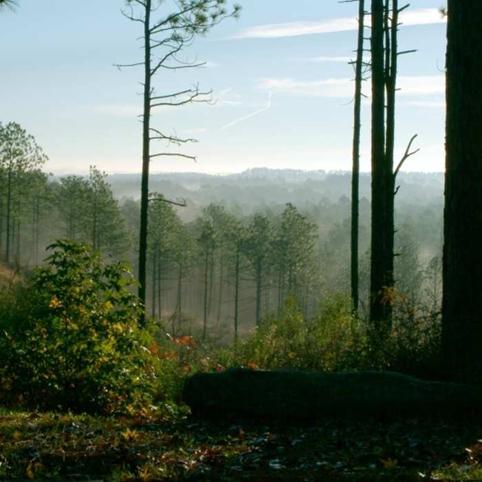 Soak up your surroundings from Longleaf Vista, Kisatchie National Forest. Near Longleaf Vista Interpretive Trail