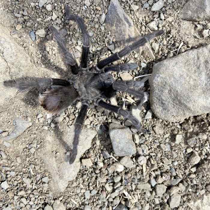 Diablo Tarantulas! Near Mount Diablo Falls Loop