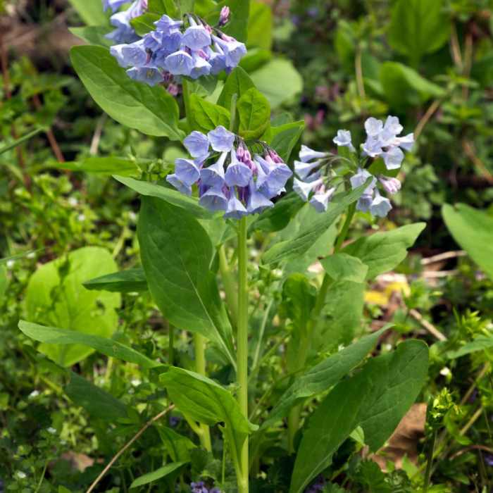 Near Shenks Ferry Wildflower Preserve Trail