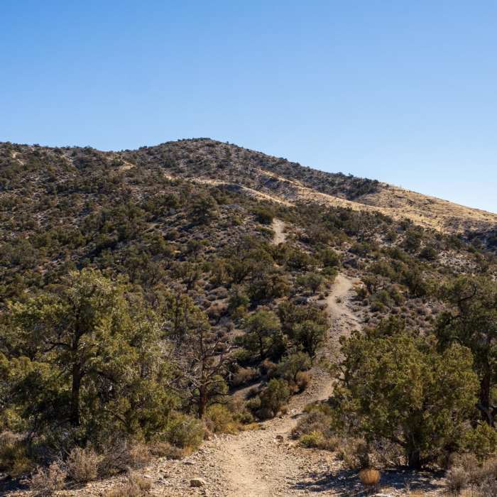 Near Mountain Spring Peak