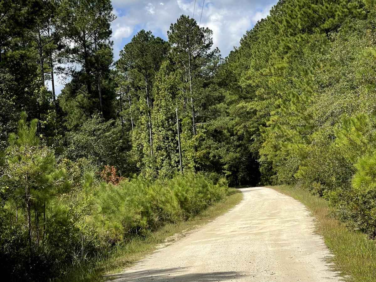 Lewis Swamp Road photo 2