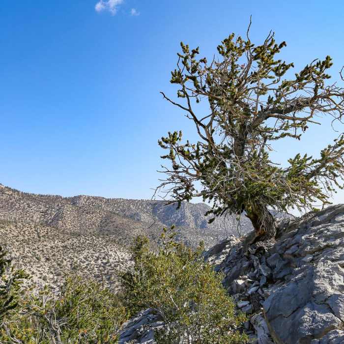 Near Methuselah Loop Trail