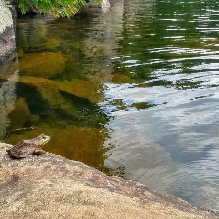 Near Copperas Pond Trail