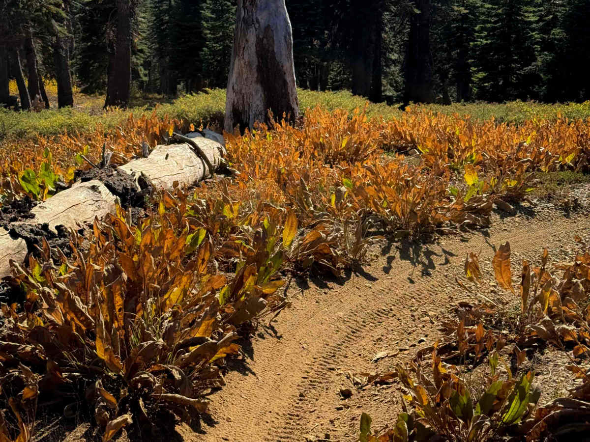 Pack Saddle Loop  photo 2