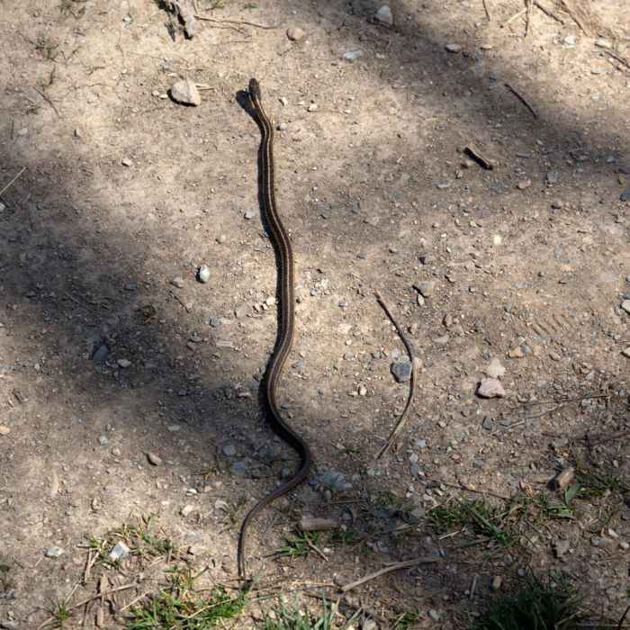 Near Homestead Trail