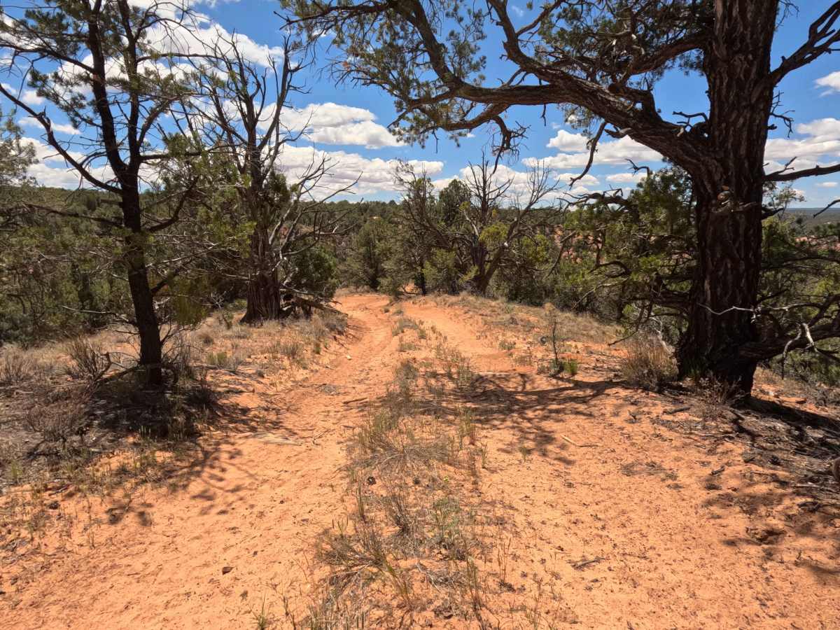 BLM 101J photo 3