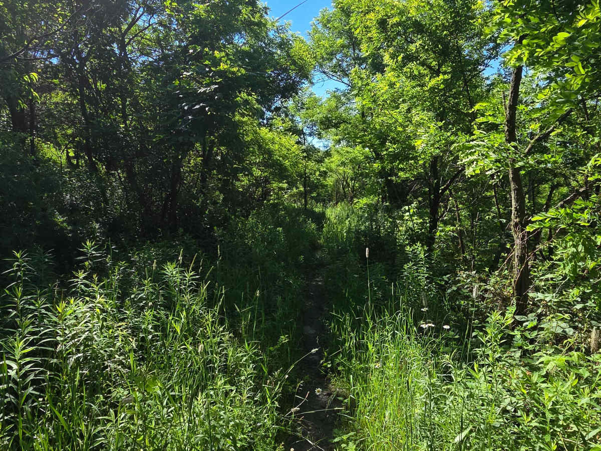 Single Track S photo 4