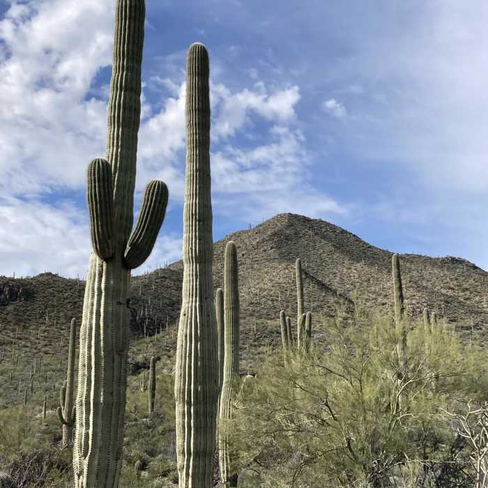 Near Mosaic Trail to Bactrian Summit