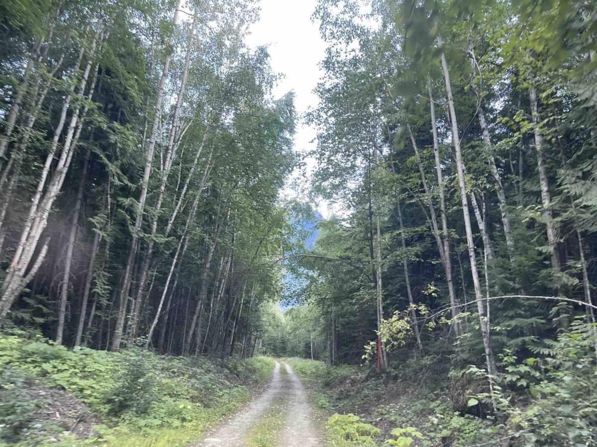 Canoe River Road to Kinbasket Lake trail photo