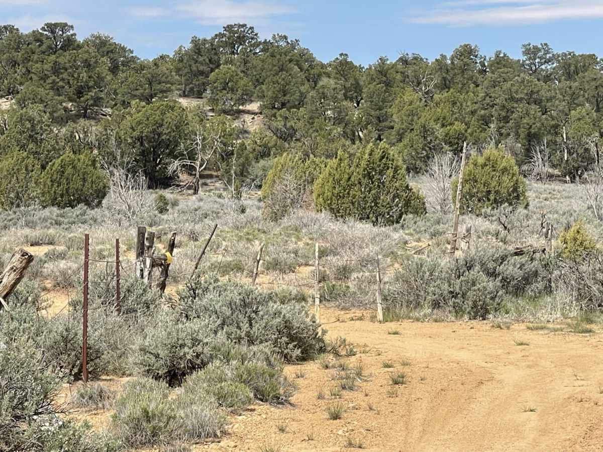 Mustang Knoll photo 4