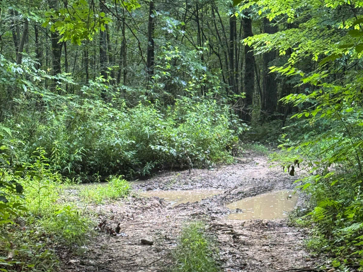 Trail 49 photo 4