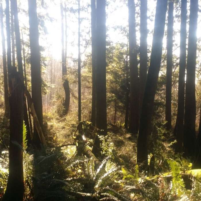 Near Maple Ridge Trail Run