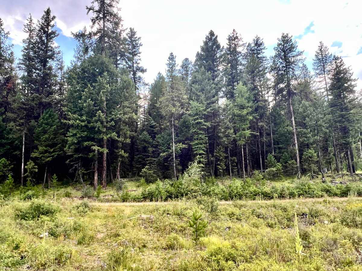 Gold Creek photo 3