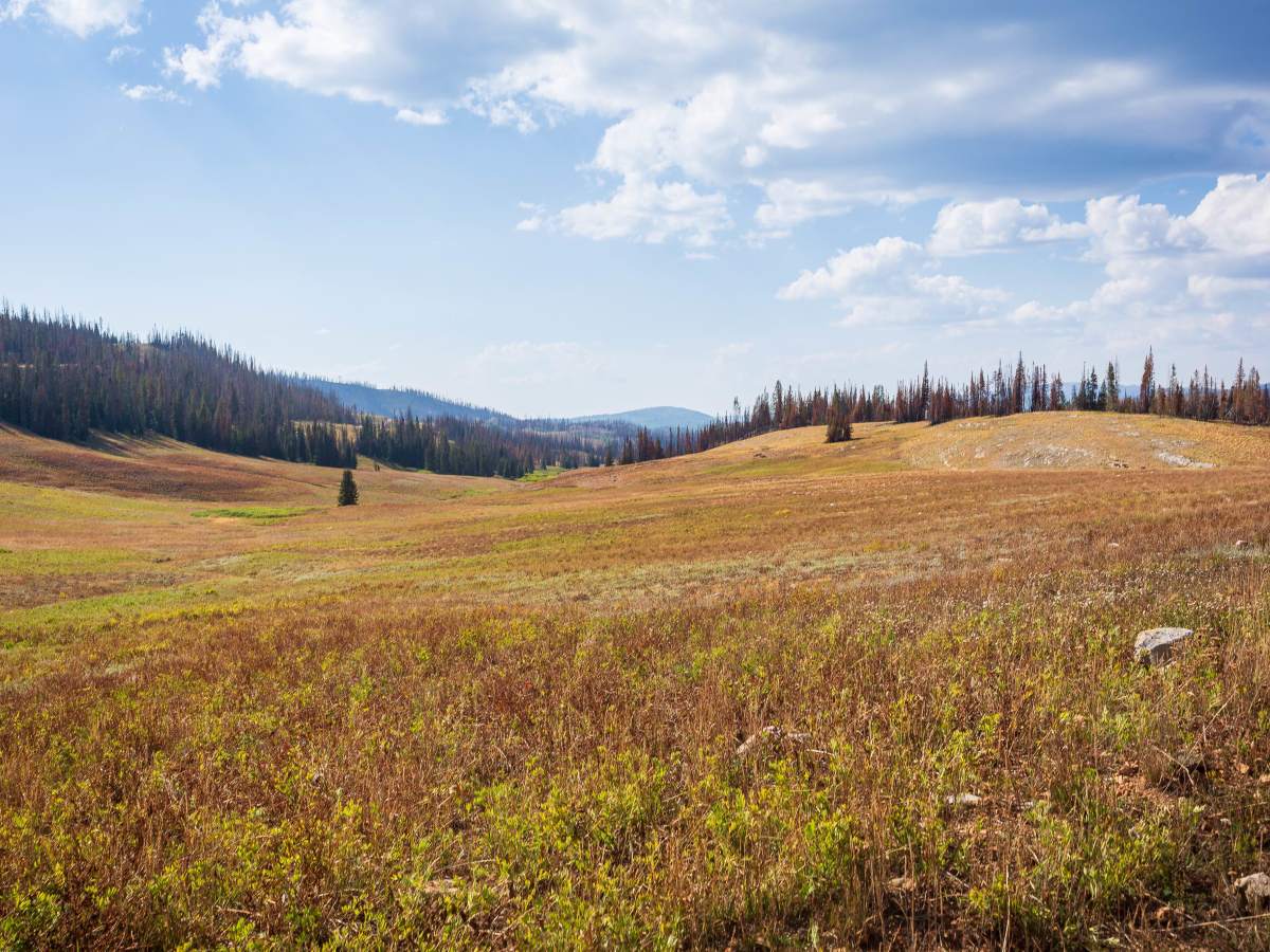 Silver Meadows - FS 70174 photo 3