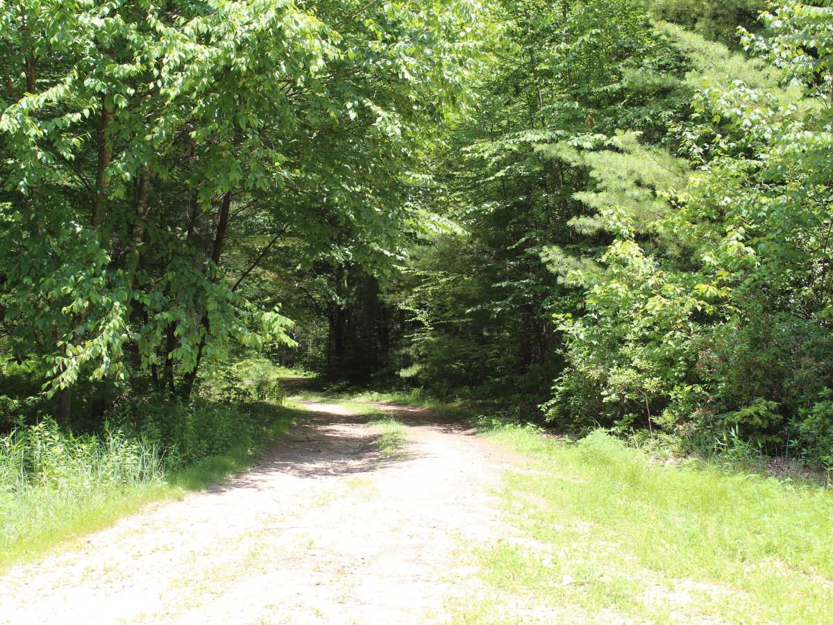Log Road photo 2