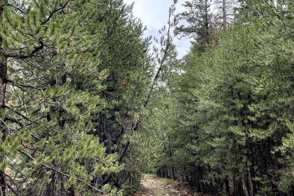 Pine Tunnel