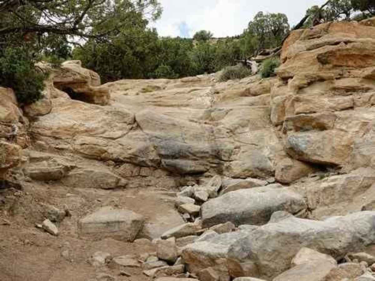 Cactus trail photo