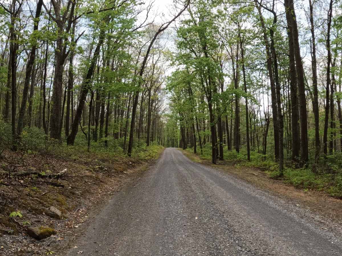 Pine Ridge Road photo 5