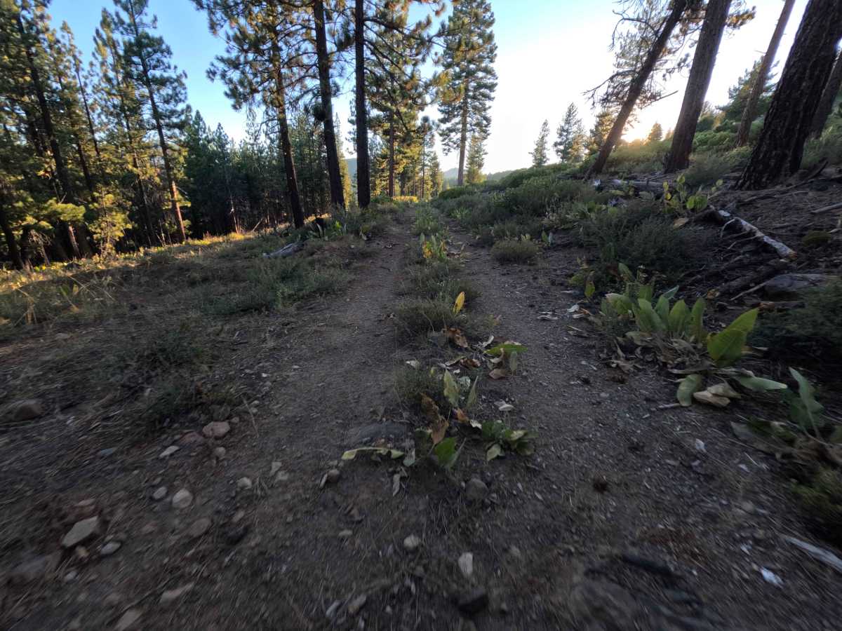 Wheeler Tie Spur - FS 0450-005-15B photo 6
