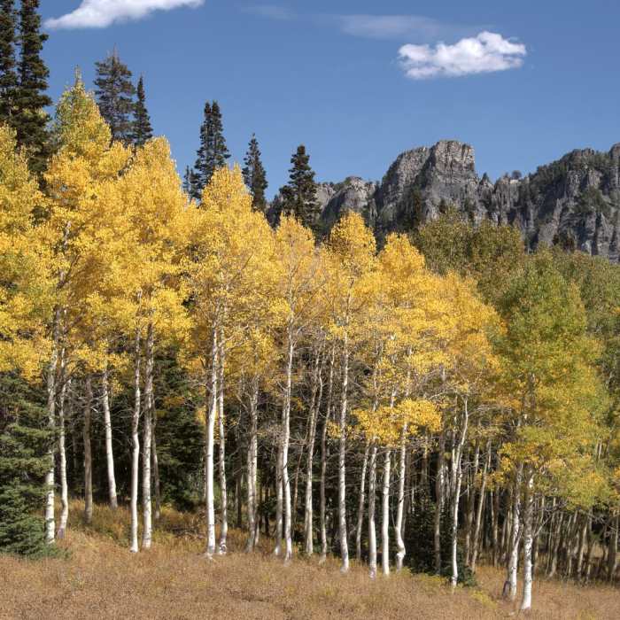Near Cardiff Fork Trail