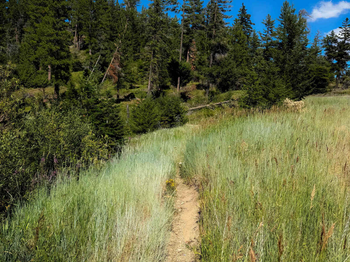 Devil’s Spur 1203  photo 6