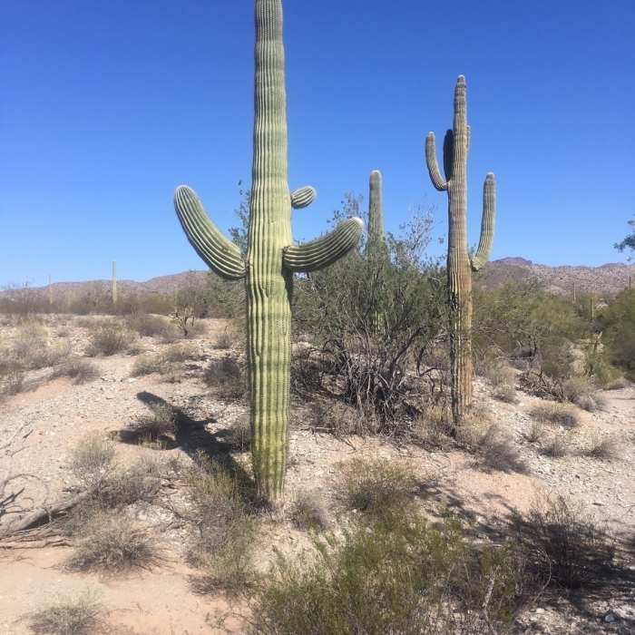 Near Organ Pipe Cactus and Mines Loop Trail