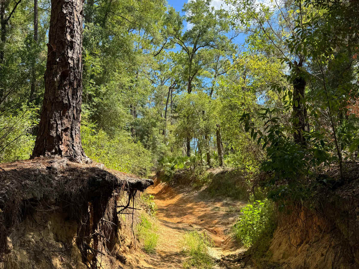Trail 19 - Citrus WMA photo 3