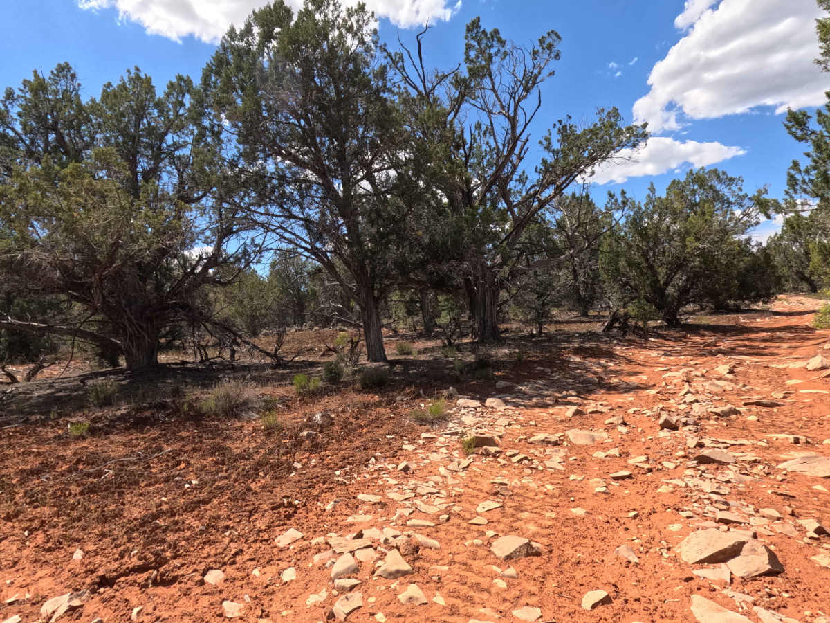 BLM 46H photo 4