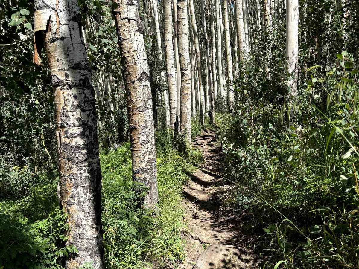 Red Canyon Trail photo 5