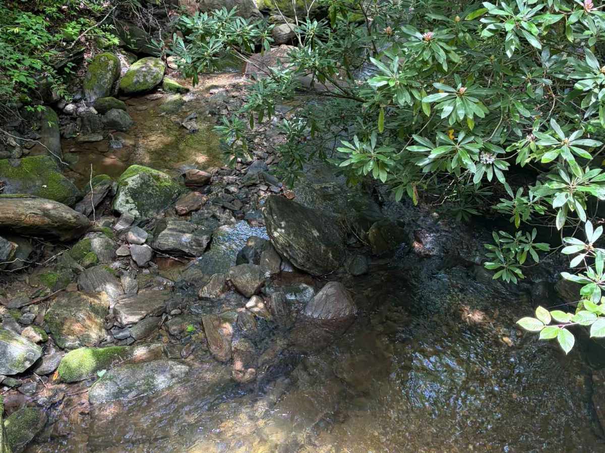 Davidson River Road - FS 475 photo 5