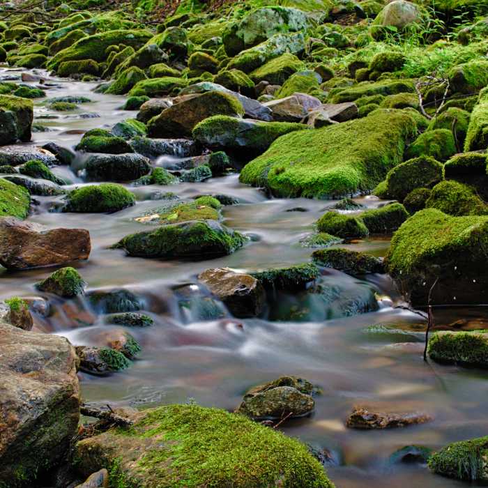 Near Holly Springs Trail