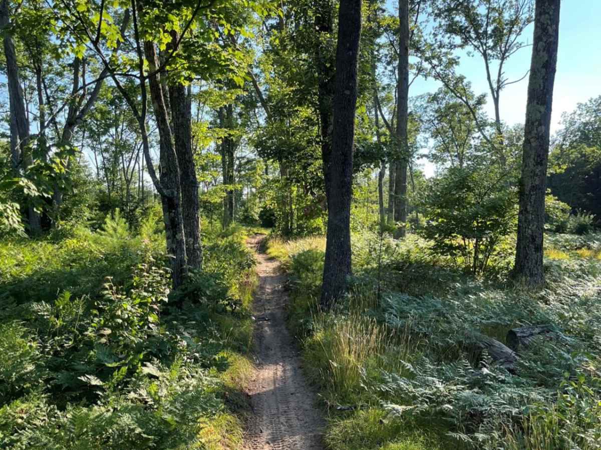 Tin Cup Springs Motorcycle Trail trail photo