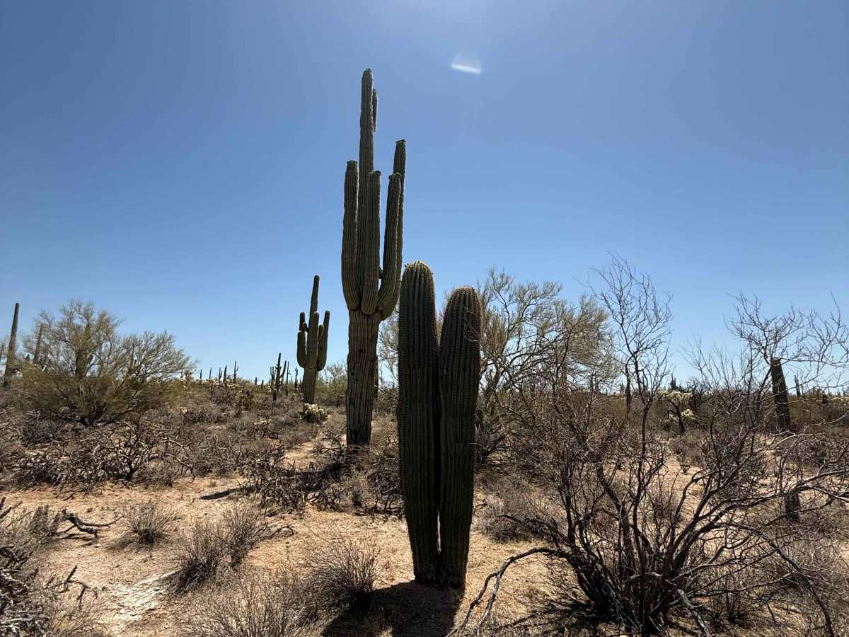 Whitlow Ranch Road photo 3