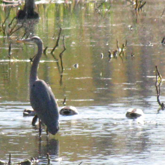 Near Fannie Stebbins Wildlife Refuge