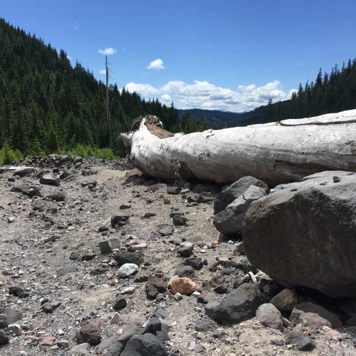 Very large tree and boulder in the dry wash. Near June Lake