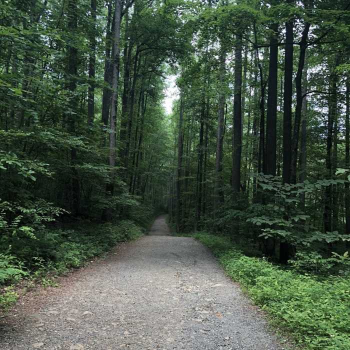 Beautiful and shaded hike back from the summit. Near Weakley Hollow Fire Road