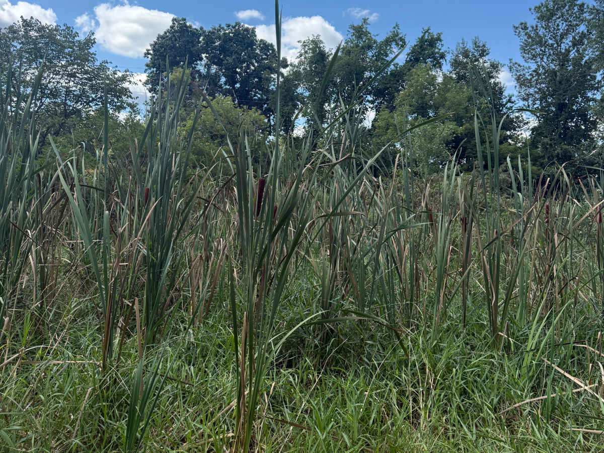 Katz Trail photo 5