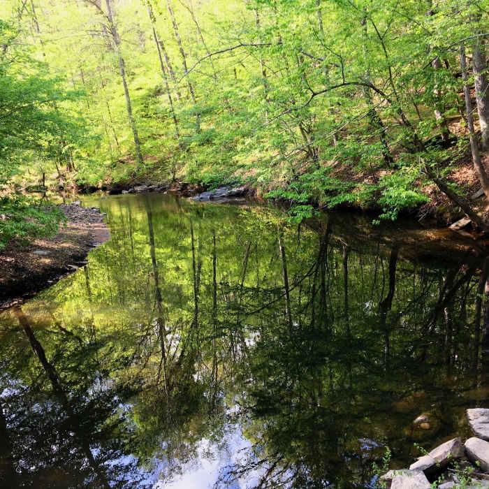 Near Elephant Rock Trail