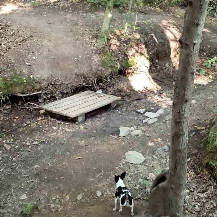 Crossing the dried up creek bed with Cooper. Near Crowders Trail