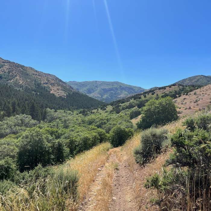 Near Bell Marsh-Walker-Goodenough
