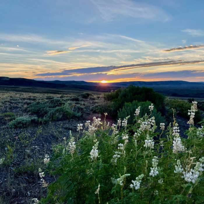 Near Continental Divide Trail: Sage Creek Road Alternate