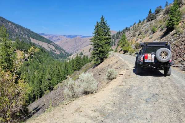 Into The Salmon Forest