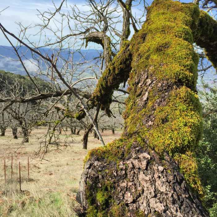 Near Wright Peak Summit Trail