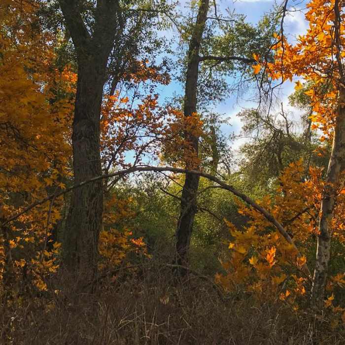 Near Bear Canyon to Sitton Peak Near Bear Canyon to Sitton Peak