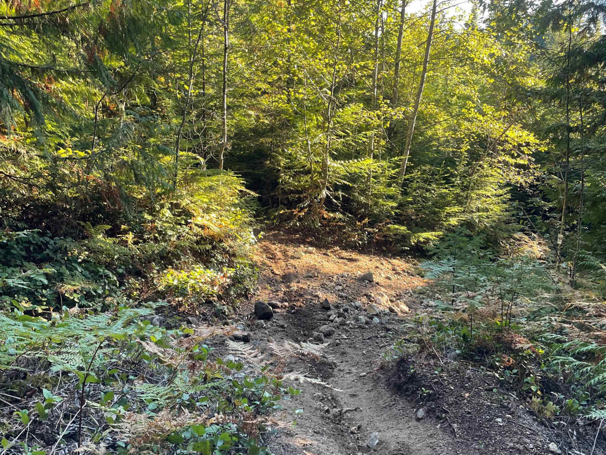 Skidder Skip photo 4