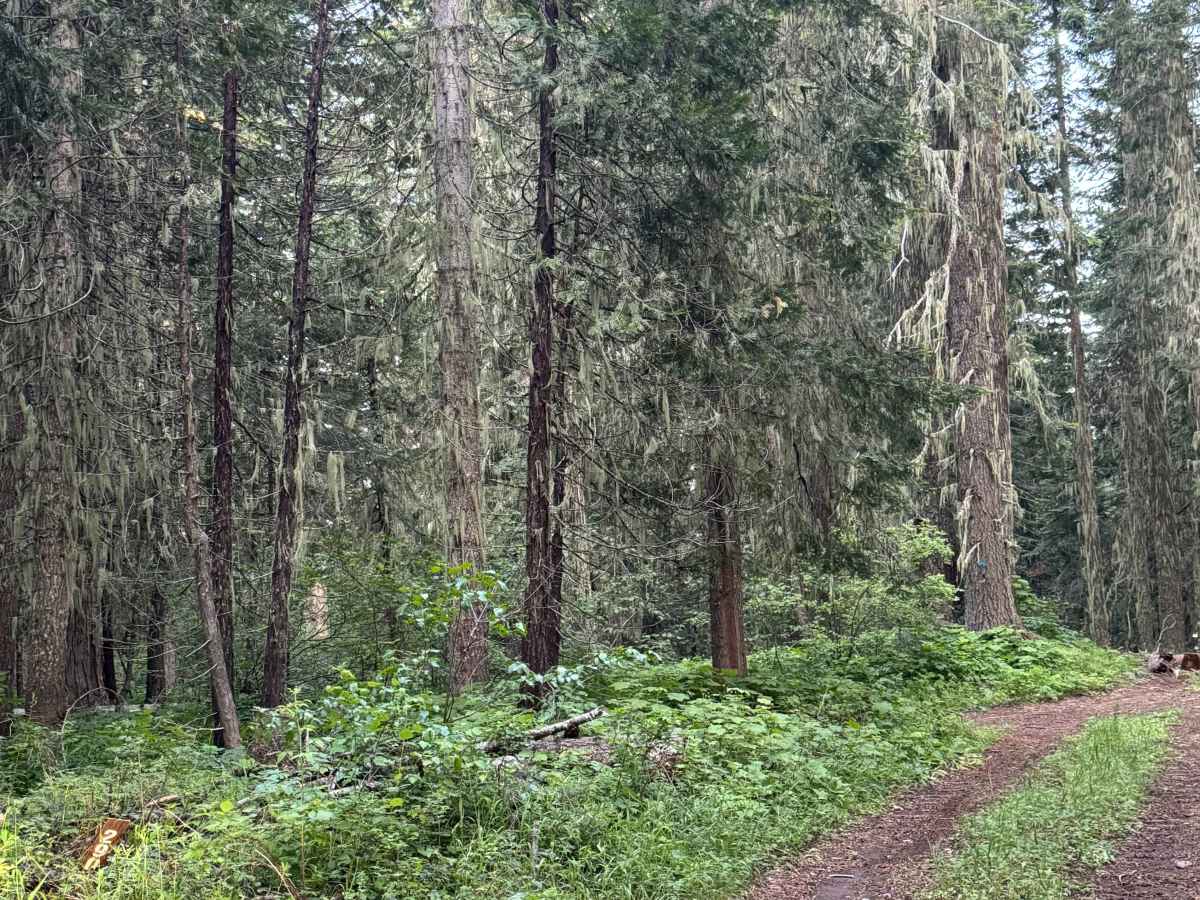 White Point Lookout Trail photo 3
