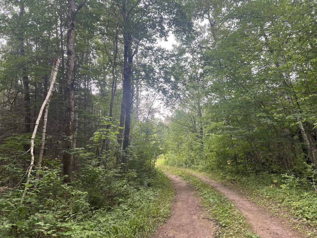 Big Ridge Road - FS 2388 photo 4