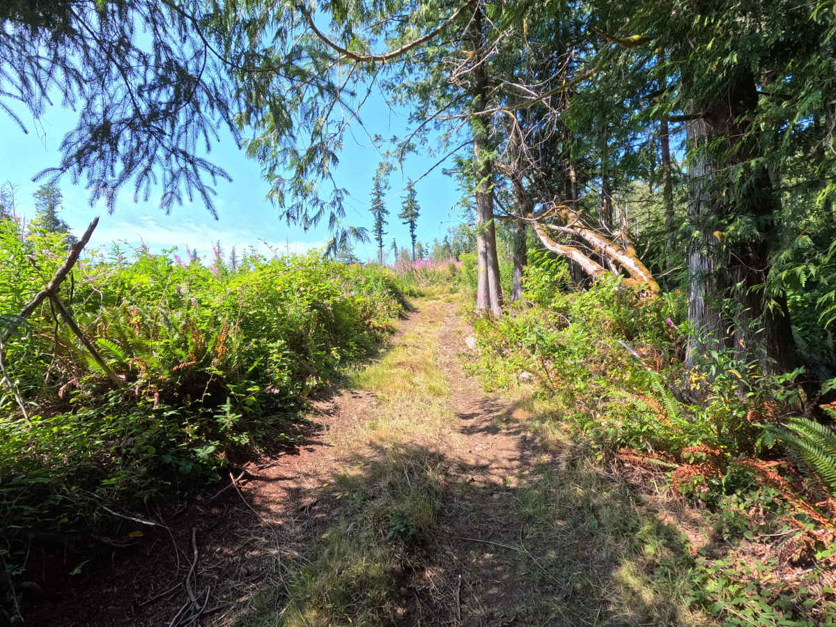 Laddy Buck Trail photo 6