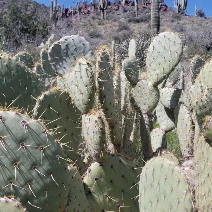Near Skunk Tank - Cave Creek Loop