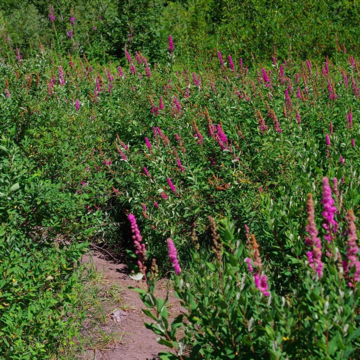 Near Burnt Lake Trail #772